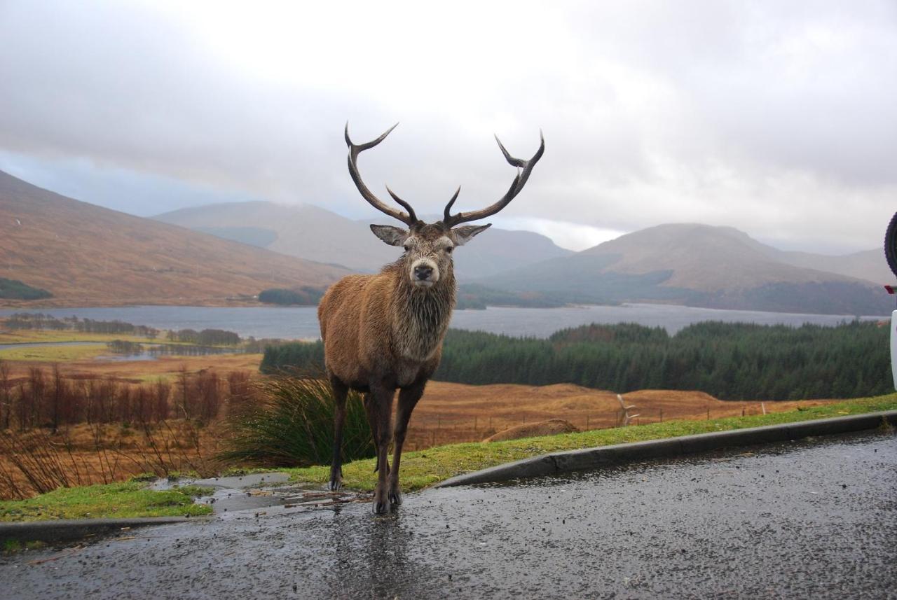 Little Fox Lodge Luxury Hideaway With Hot Tub Glencoe Near Fortwilliam (Adults Only) Exterior photo